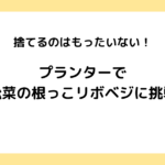 捨てるのはもったいない！プランターで小松菜の根っこリボベジに挑戦！