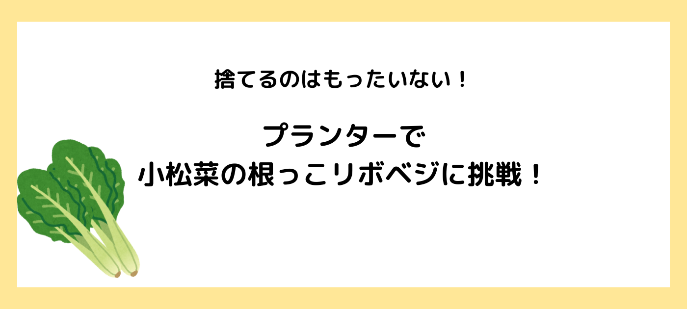 捨てるのはもったいない！プランターで小松菜の根っこリボベジに挑戦！