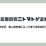 家庭菜園のミニトマトが盗まれた。人はなぜ、他人の敷地に入ってまで盗むのだろう