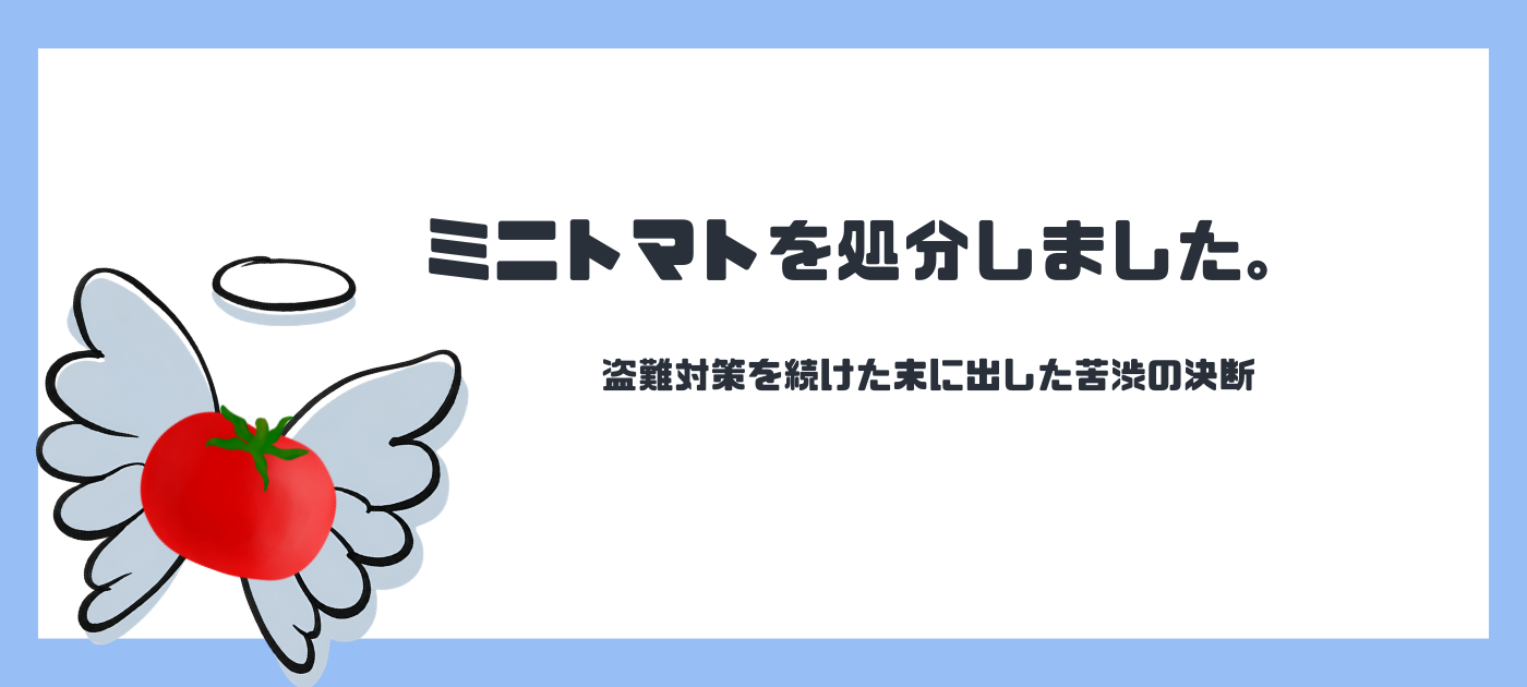 ミニトマトを処分しました。盗難対策を続けた末に出した苦渋の決断